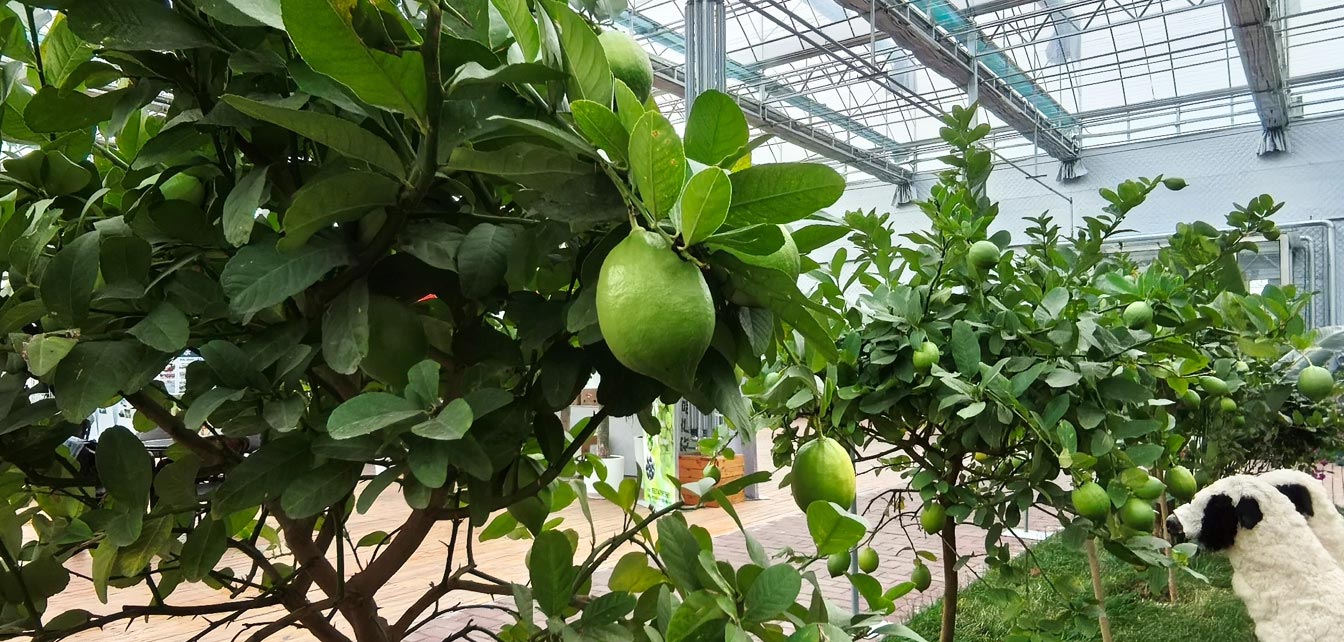 自治區綠色優質果蔬展銷中心psd-恢復的_23.jpg